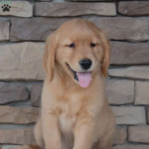 Junior, Golden Retriever Puppy